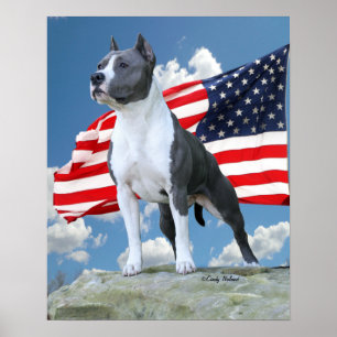 Pit Bull (American Staffordshire Terrier) poster