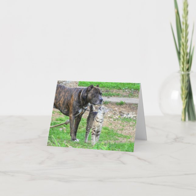 Pit Bull and Cat Card (Front)