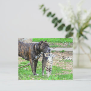 Pit Bull and Cat Postcard