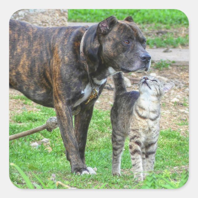 Pit Bull and Cat Square Sticker (Front)