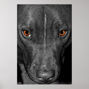 Pit Bull Eyes. In Black and White and Colour Poster