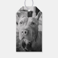 Pit Bull Love Photography