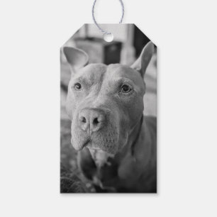 Pit Bull Love Photography Gift Tags