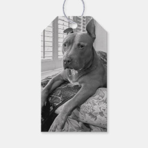 Pit Bull Love Photography Gift Tags
