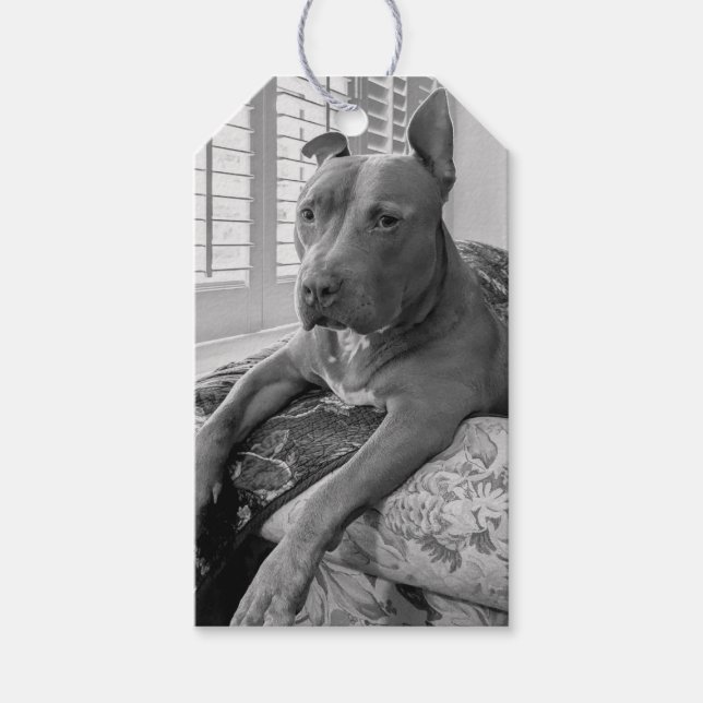 Pit Bull Love Photography  Gift Tags (Front)