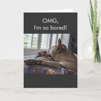 Pit Bull OMG I'm so bored