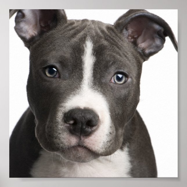 Pit Bull poster (Front)