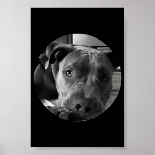 Pit bull poster