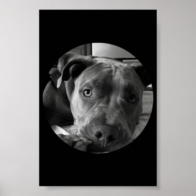 Pit bull poster (Front)