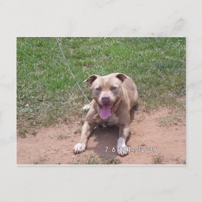 Pit Bull Products Postcard (Front)