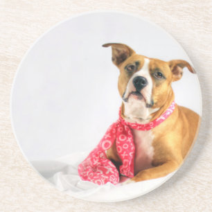 Pit Bull Puppy Love in Pink XOXO Coaster