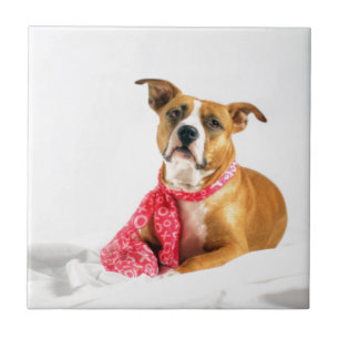 Pit Bull Puppy Love in Pink XOXO Tile