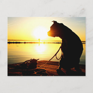 Pit Bull Sunrise Postcard