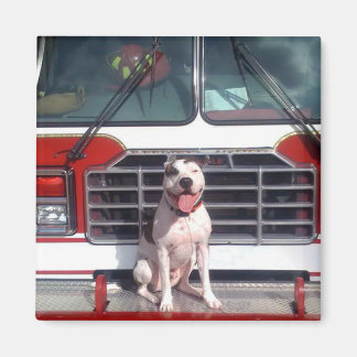 Pit Bull T-Bone Fire House Dog Magnet
