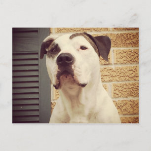 Pit Bull T-Bone Postcard