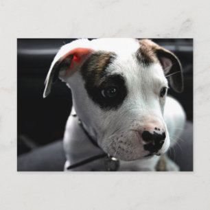 Pit Bull T-Bone Postcard