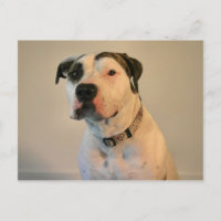 Pit Bull T-Bone