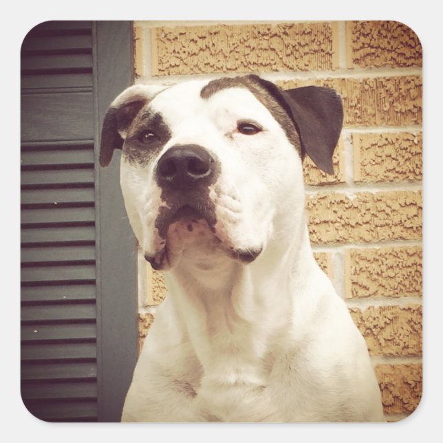 Pit Bull T-Bone Square Sticker (Front)