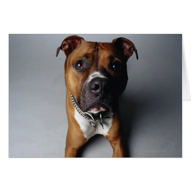 Pit Bull Terrier Lying Down (Front Horizontal)
