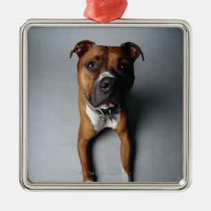 Pit Bull Terrier Lying Down Metal Tree Decoration