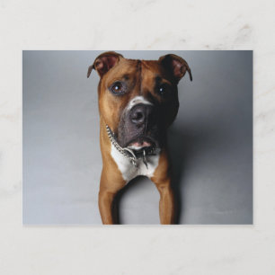 Pit Bull Terrier Lying Down Postcard