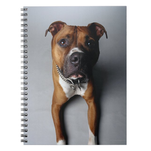 Pit Bull Terrier Lying Down Spiral Notebook (Front)