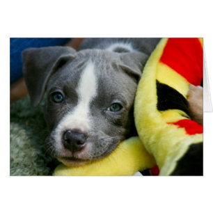 Pit Bull Terrier Pup Card - "Mikey"
