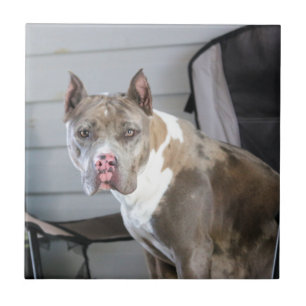 Pit bull tile