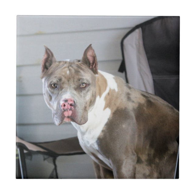 Pit bull tile (Front)