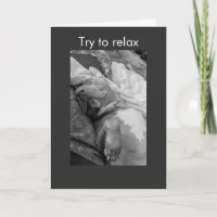 Pit Bull try to relax