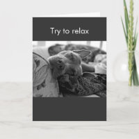 Pit Bull try to relax
