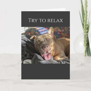 Pit Bull try to relax get well Card