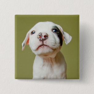 Pit Bull With Black Spotted Eye 15 Cm Square Badge