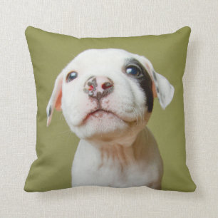 Pit Bull With Black Spotted Eye Cushion