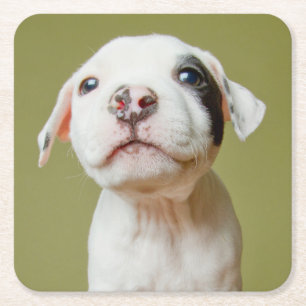 Pit Bull With Black Spotted Eye Square Paper Coaster