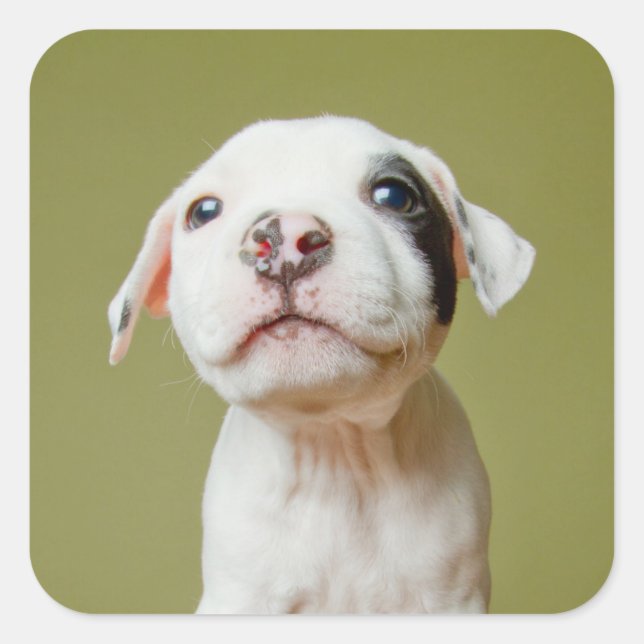 Pit Bull With Black Spotted Eye Square Sticker (Front)