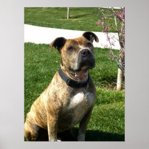 Pitbull canvas print