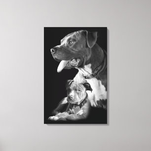 Pitbull Canvas Print