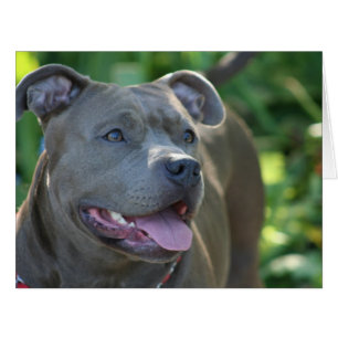 Pitbull dog