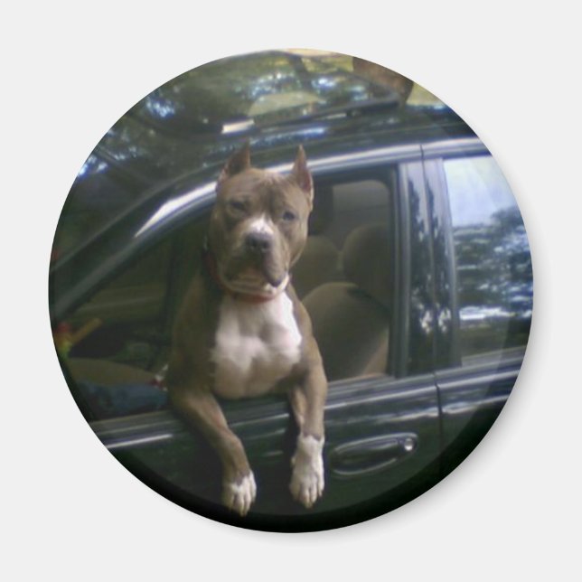 Pitbull dog in car magnet (Front)