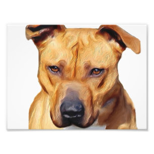 Pitbull dog photo print