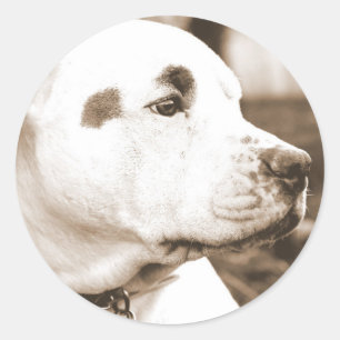 pitbull dog sepia colour hate deed not breed classic round sticker
