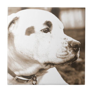 pitbull dog sepia colour hate deed not breed tile