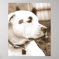 pitbull dog sepia hate deed not breed