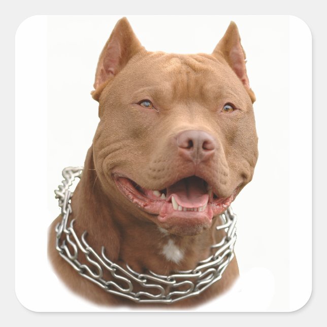 Pitbull dog square sticker (Front)