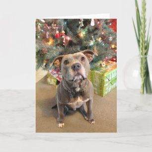 Pitbull Extra Cookie Christmas Card