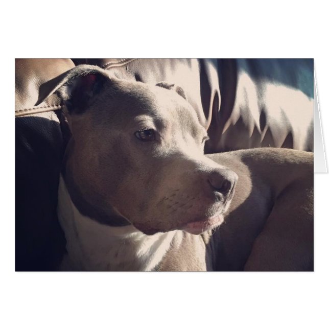 Pitbull = Handsome (Front Horizontal)