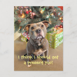 Pitbull I Want a Present Christmas Postcard
