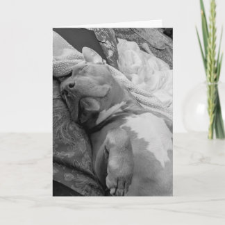 Pitbull love card