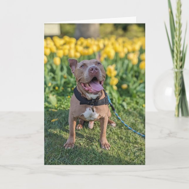 Pitbull Love Card (Front)
